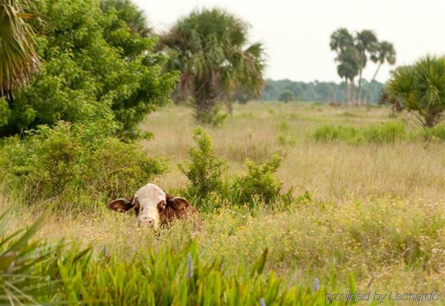 Hampton Inn Okeechobee - Lake Okeechobee Luaran gambar